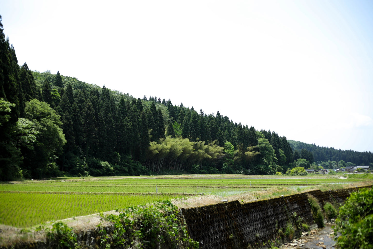 【令和7年新米】2025年コシヒカリ・ミルキークイーン食べ比べセット9.6kg