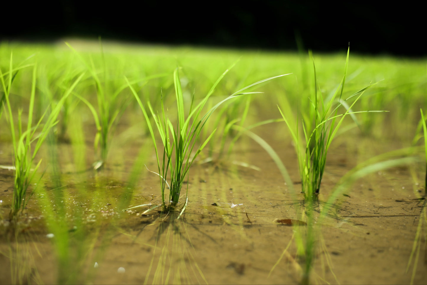 【令和7年新米】2025年コシヒカリ・ミルキークイーン食べ比べセット9.6kg