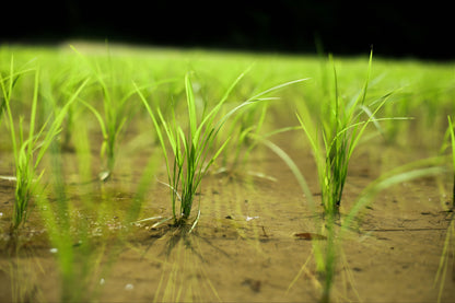 【令和7年新米】2025年コシヒカリ・ミルキークイーン食べ比べセット9.6kg