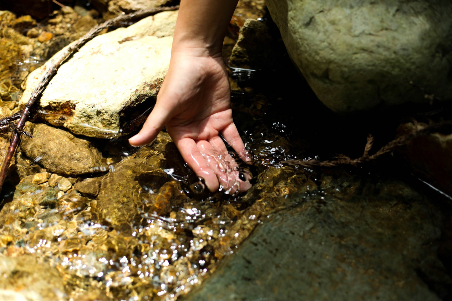 【令和7年新米】2025年コシヒカリ・ミルキークイーン食べ比べセット9.6kg