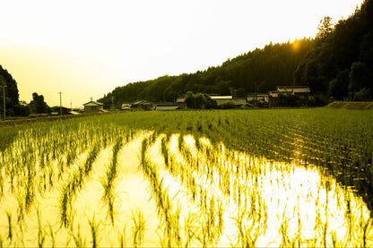 【令和7年新米】2025年コシヒカリ・ミルキークイーン食べ比べセット9.6kg