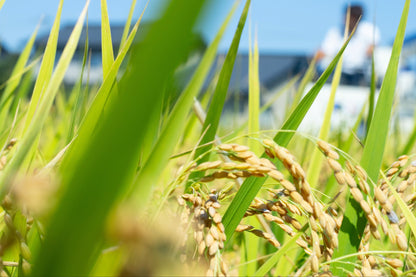 【令和7年新米】2025年コシヒカリ・ミルキークイーン食べ比べセット9.6kg