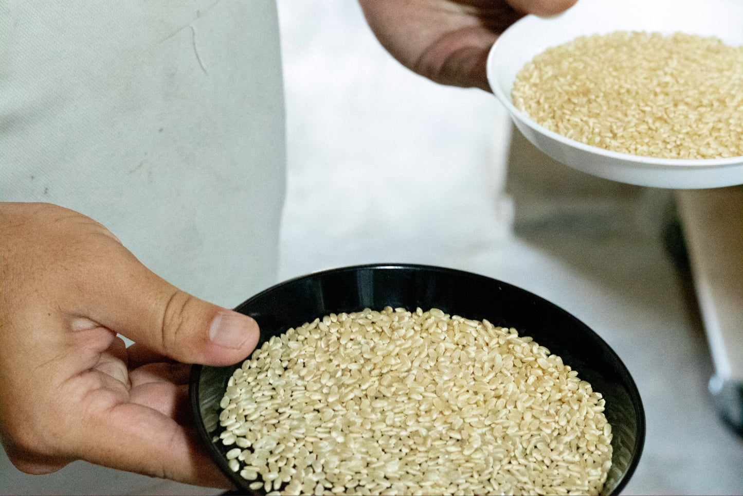 【令和7年新米】2025年コシヒカリ・ミルキークイーン食べ比べセット9.6kg